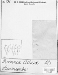 Puccinia adoxae image